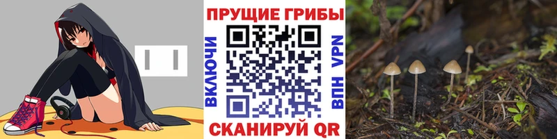 Купить где Катайск Псилоцибиновые грибы Psilocybe